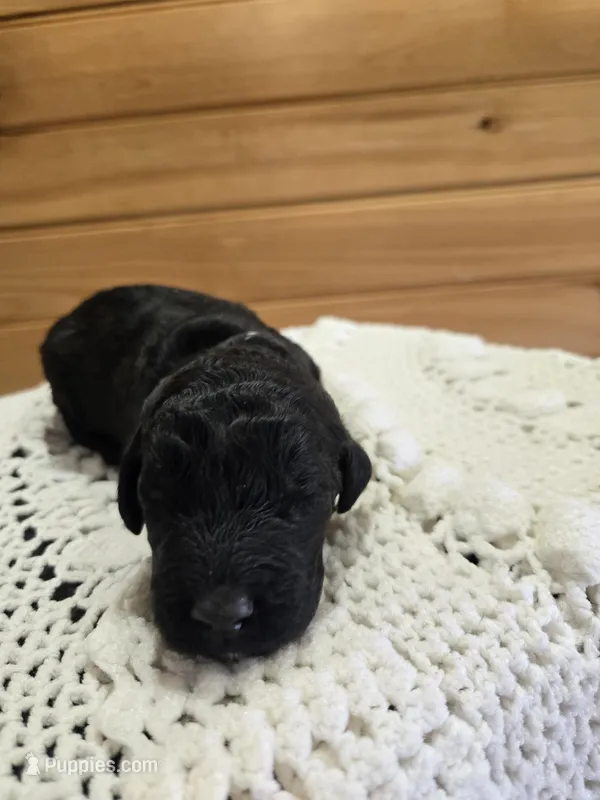 Bentley  – Labradoodle puppy for sale in Williamstown, KY
