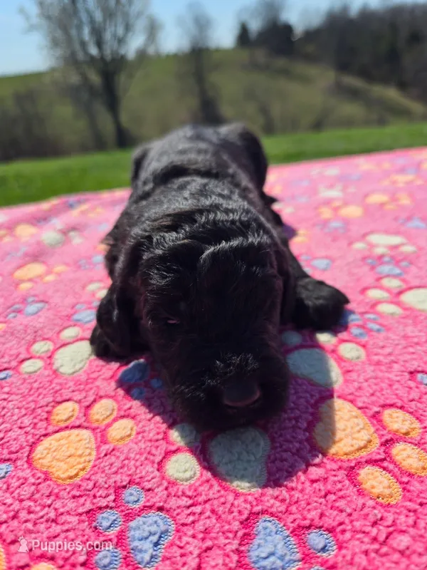 Bentley  – Labradoodle puppy for sale in Williamstown, KY