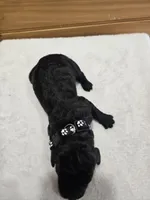 Bentley , a male Labradoodle for sale in Williamstown, KY – Photo 2 of 5