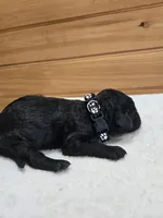 Bentley , a male Labradoodle for sale in Williamstown, KY – Photo 5 of 5