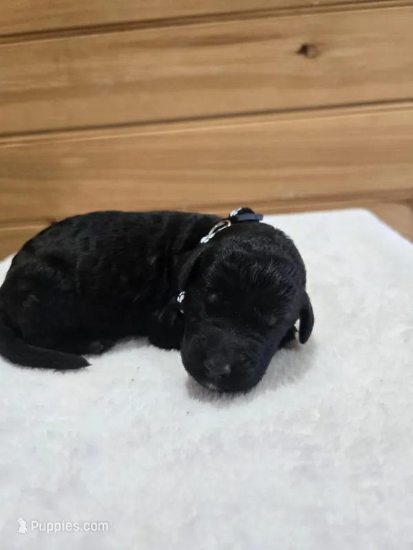 Bentley  – Labradoodle puppy for sale in Williamstown, KY