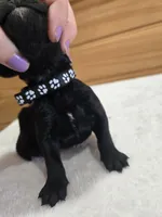 Bentley , a male Labradoodle for sale in Williamstown, KY – Photo 3 of 5