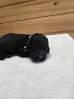 Bentley , a male Labradoodle for sale in Williamstown, KY – Photo 4 of 5