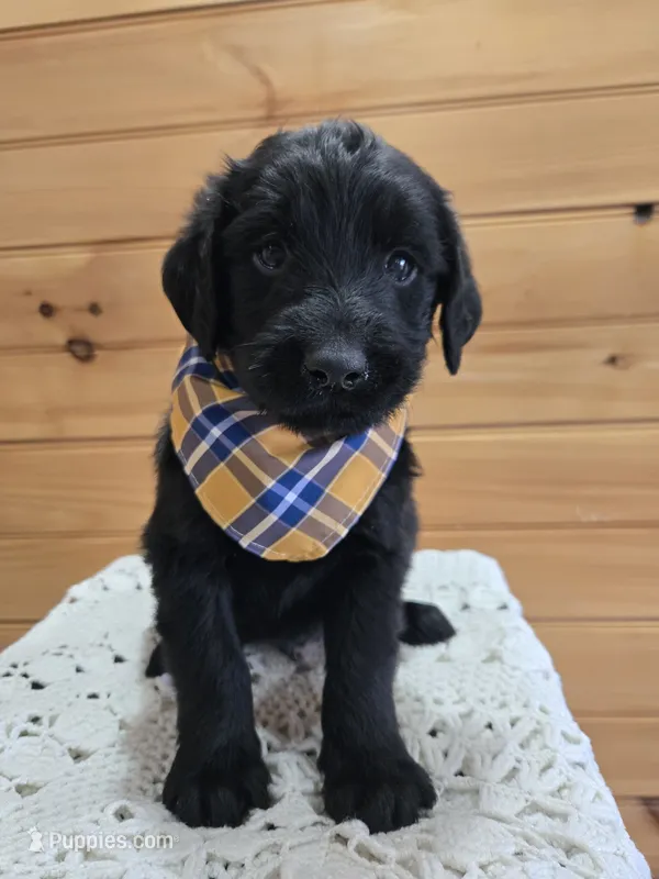 Gus – Labradoodle puppy for sale in Williamstown, KY