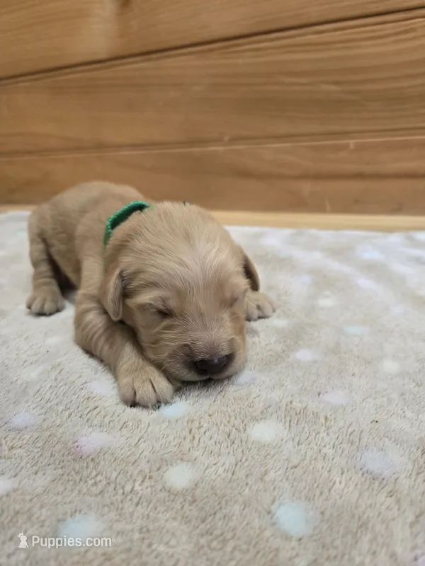 Sable – Golden Retriever puppy for sale in Williamstown, KY