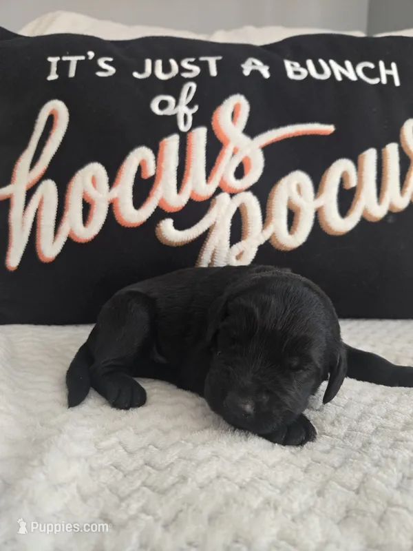 Gus – Labradoodle puppy for sale in Williamstown, KY