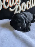 Raven, a  Labradoodle for sale in Williamstown, KY – 3 of 5