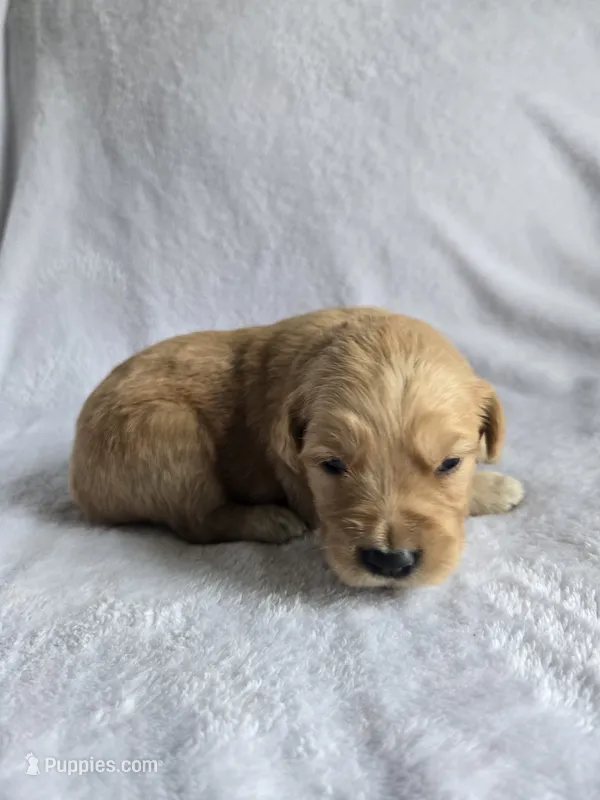 Sandy – Golden Retriever puppy for sale in Williamstown, KY