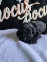 Raven, a  Labradoodle for sale in Williamstown, KY – 4 of 5