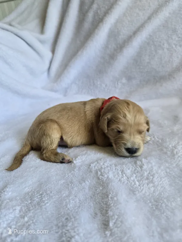 Annie – Golden Retriever puppy for sale in Williamstown, KY