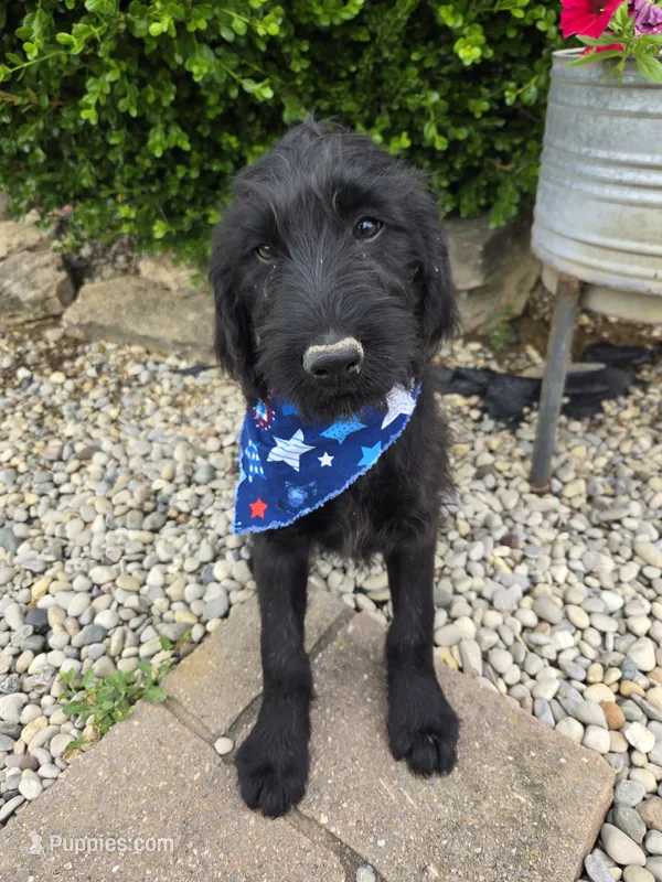 Zoe  – Labradoodle puppy for sale in Williamstown, KY
