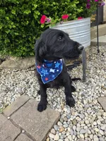 Ace, a male Labradoodle for sale in Williamstown, KY – 3 of 3