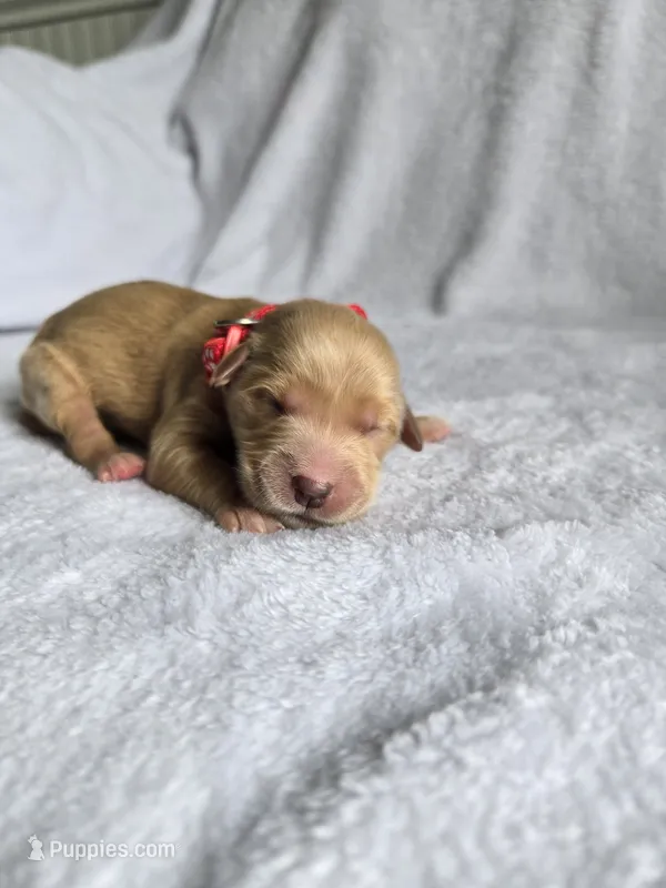 Annie – Golden Retriever puppy for sale in Williamstown, KY
