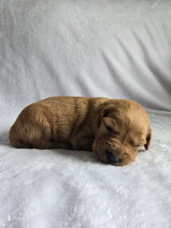 Pixie – Golden Retriever puppy for sale in Williamstown, KY