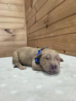 Buster, a male Golden Retriever for sale in Williamstown, KY – 2 of 3