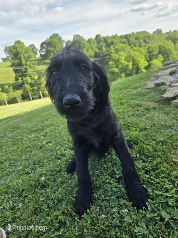 Ace – Labradoodle puppy for sale in Williamstown, KY