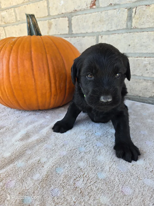 Shadow  – Labradoodle puppy for sale in Williamstown, KY