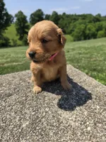 Avery, a female Golden Retriever for sale in Williamstown, KY – 3 of 4