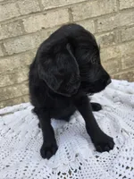 Ace, a male Labradoodle for sale in Williamstown, KY – Photo 3 of 5
