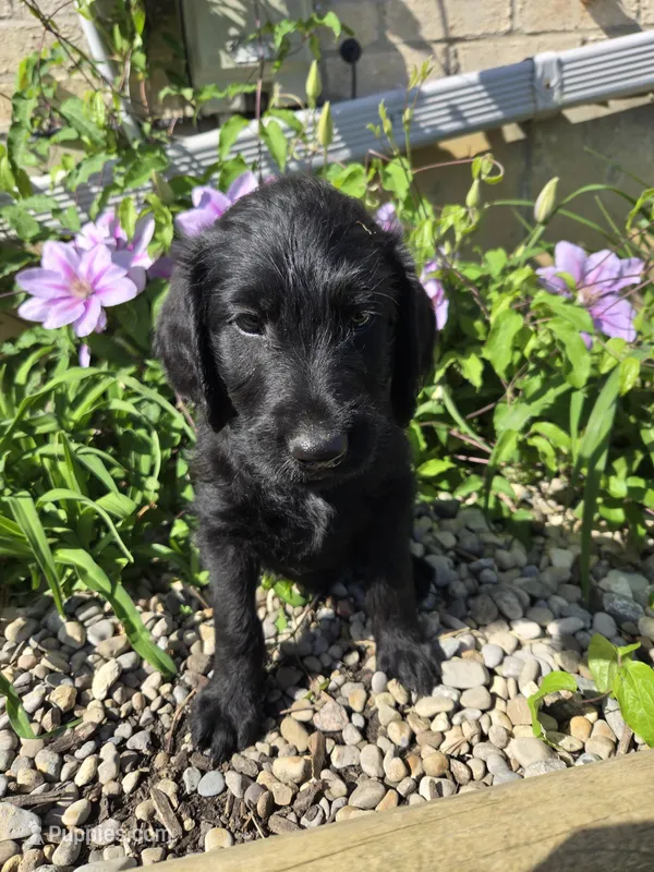Ace – Labradoodle puppy for sale in Williamstown, KY