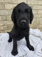 Ace, a male Labradoodle for sale in Williamstown, KY – Photo 2 of 5