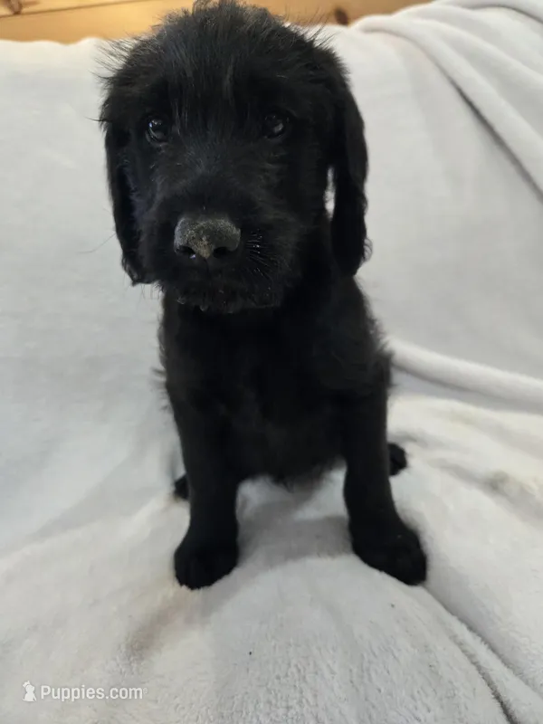 Ace – Labradoodle puppy for sale in Williamstown, KY