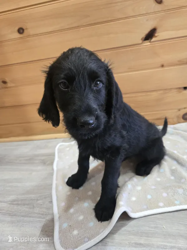 Ace – Labradoodle puppy for sale in Williamstown, KY