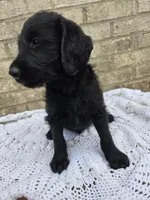 Ace, a male Labradoodle for sale in Williamstown, KY – Photo 5 of 5