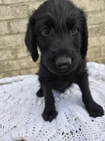 Ace, a male Labradoodle for sale in Williamstown, KY – Photo 4 of 5