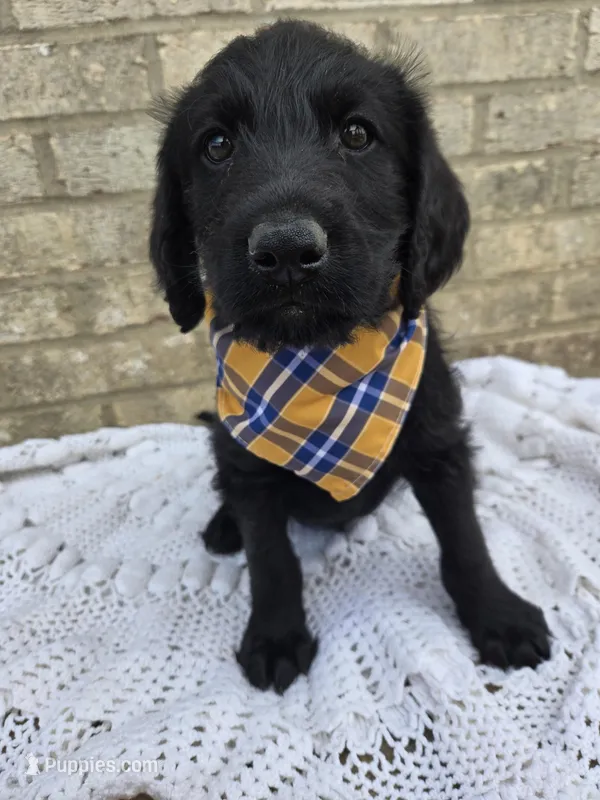 Ace – Labradoodle puppy for sale in Williamstown, KY