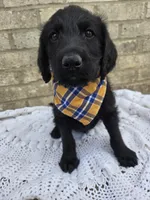 Ace, a male Labradoodle for sale in Williamstown, KY – Photo 1 of 5