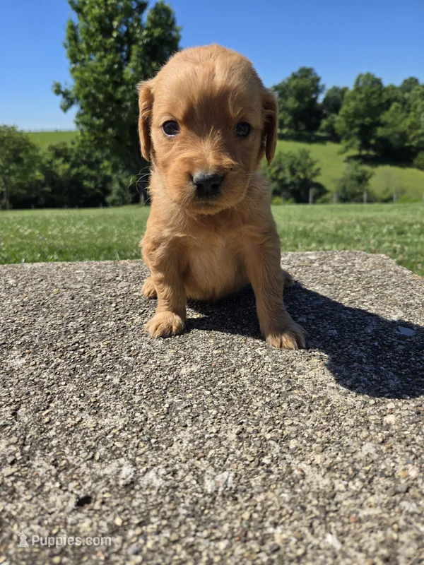 Avery – Golden Retriever puppy for sale in Williamstown, KY