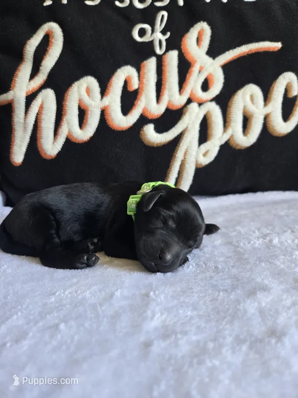 Shadow  – Labradoodle puppy for sale in Williamstown, KY