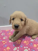 Leo, a male Golden Retriever for sale in Williamstown, KY – Photo 2 of 3