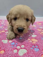 Leo, a male Golden Retriever for sale in Williamstown, KY – Photo 1 of 3