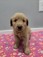 Leo, a male Golden Retriever for sale in Williamstown, KY – Photo 3 of 3