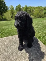 Remi, a female Labradoodle for sale in Williamstown, KY – 2 of 2