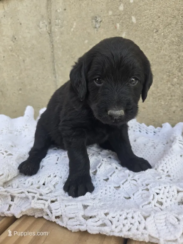 Gus – Labradoodle puppy for sale in Williamstown, KY