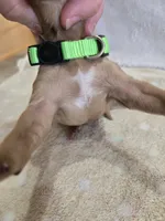 Pumpkin, a male Goldendoodle for sale in Williamstown, KY – 3 of 5