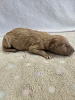 Whiskey, a male Goldendoodle for sale in Williamstown, KY – 3 of 4