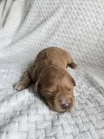 Lucy, a female Goldendoodle for sale in Williamstown, KY – 2 of 4