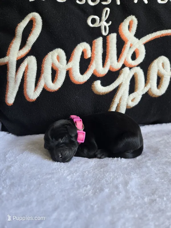 Williow – Labradoodle puppy for sale in Williamstown, KY