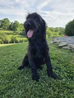 Zoe , a female Labradoodle for sale in Williamstown, KY – 4 of 4
