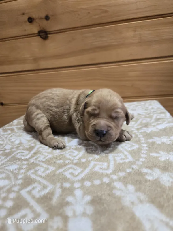 Pumpkin – Goldendoodle puppy for sale in Williamstown, KY