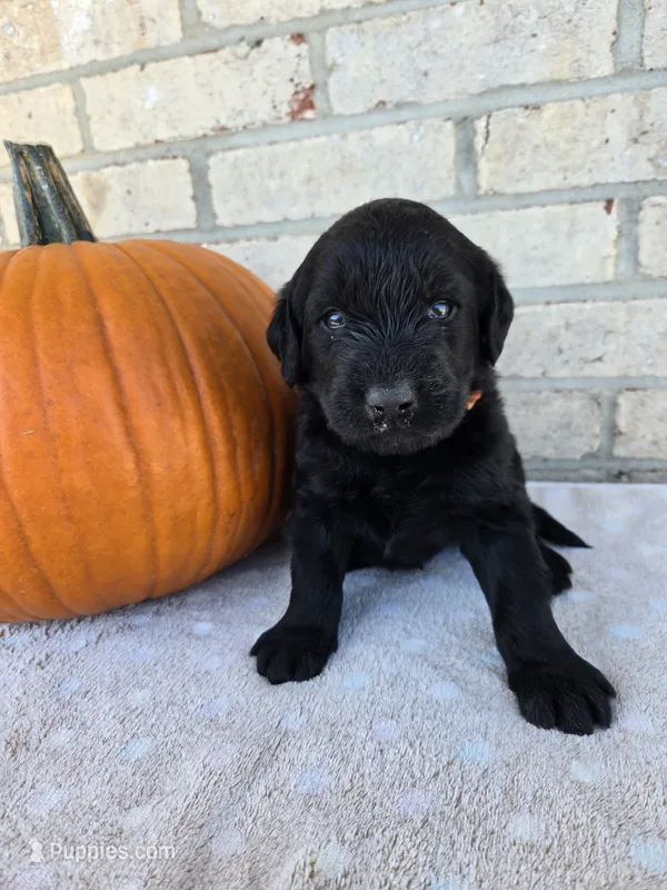 Gus – Labradoodle puppy for sale in Williamstown, KY