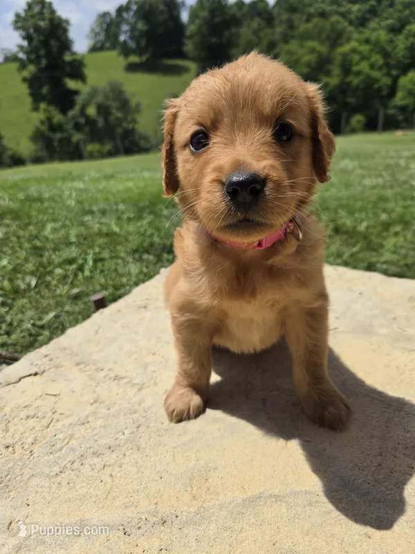 Avery – Golden Retriever puppy for sale in Williamstown, KY