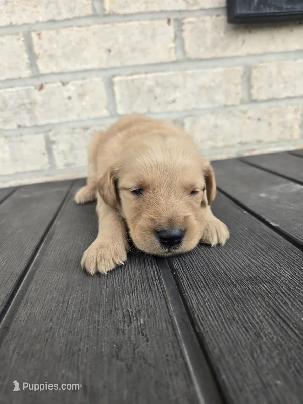 Bear – Golden Retriever puppy for sale in Williamstown, KY