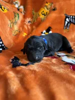 Duke, a  Labradoodle for sale in Williamstown, KY – 2 of 4