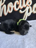 Shadow , a  Labradoodle for sale in Williamstown, KY – 2 of 3