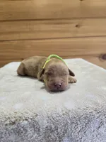 Nugget, a male Golden Retriever for sale in Williamstown, KY – 2 of 5